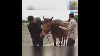 «Мажора» из Ингушетии прославилась на всю Россию ))