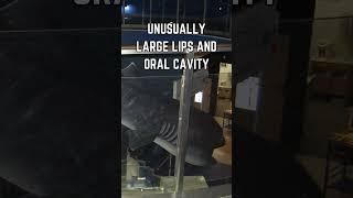  Discover the Megamouth Shark: The Deep Sea's Gentle Giant!