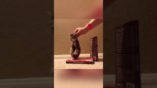 "Purr-fectly Funny: Cats Being Clumsy and Cute  #CatComedy #PetLOLs"