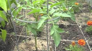 square foot cinder block garden 2 june 6