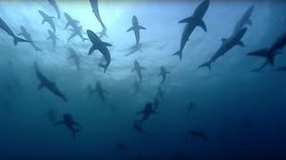 Why are Thousands of Sharks Gathering Here? | Blue Planet | BBC Earth