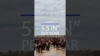 Anna Creek: The World's Largest Cattle Station #farming #australia