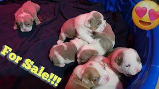 Mini English Bulldog Puppies For Sale | 3 Week Update️️