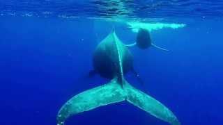 Snorkeling with Whales in Maui, Hawaii