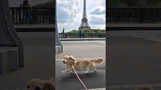 Europe Trip with Dog / Dachshund Malrang