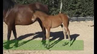 2009 Grenwood Welsh Cob Foals
