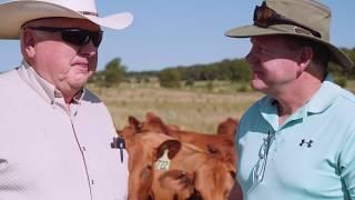 Adaptive Grazing 101: A Conversation with Burke Teichert, Grazing Consultant