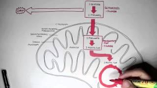 Human Metabolism Map - Cellular Respiration (Glycolysis and The Krebs Cycle)