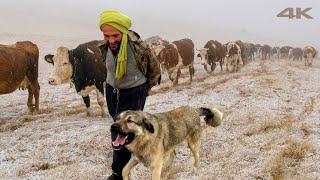 Coming Home from the Abandoned Mountains | Documentary