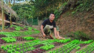 Grow vegetables on barren land using goat manure, cabbage, kohlrabi, soybeans and tomatoes. (EP242)