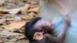 Oh my god! Pitiful to poor newborn baby Monkeys/TopTop Monkeys kh