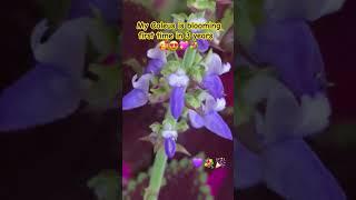 My #Coleus🪴 is #blooming for the first time in 3 years  #nature #garden #plants #care #meditation