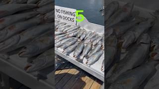 Speckled TROUT: 7 steps for the perfect MEAL!