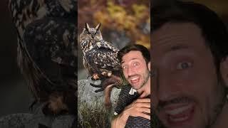 Eagles Vs. Owls  #animals