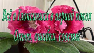 Период покоя Глоксиний, выращенных из семян. Опыт, ошибки, советы.