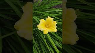 Gelbe Taglilie (Hemerocallis lilioasphodelus)