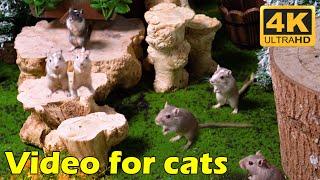 Cat TV: Tiny Mice Hide & Seek Extravaganza - 3 Hours of Pure Fun in 4K UHD | Catflix