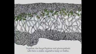 Lichen Biology