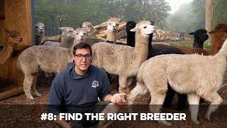 7 MISTAKES Beginner Alpaca Owners Make