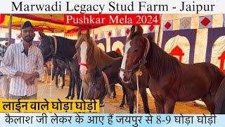 पुष्कर मेले मैं Marwadi Legacy Farm के घोड़ा घोड़ी आए सेल के लिए ! #pushkarmela2024