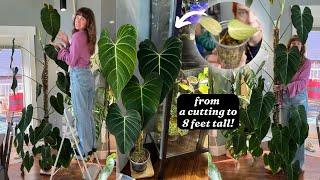 the growth journey of philodendron glorious! + one last extension 