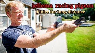 Jelle Jellema: Master of Long-Distance Racing Pigeons – The Marathon Champion .