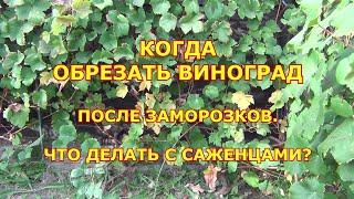 Когда обрезать виноград. После заморозка. Что делать с саженцами осенью