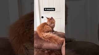 From Kitten to Majestic Maine Coon | Epic Tail Growth at 9 Months!
