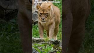 Lioness - Beautiful lioness walking proudly in the jungle.#lioness #lionessespride #lionesswalking