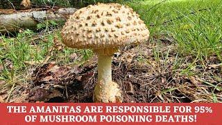 Deadly Aminatas: Learn how to identify them with 100 percent certainty!