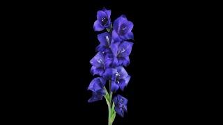 Dark Blue Gladiolus Flower Opens Stock Video