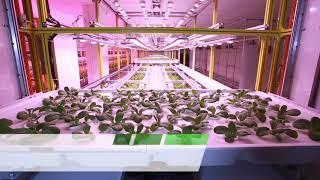 Автоматизированная вертикальная гидропоника. Automated Vertical Hydroponic Farming Solution