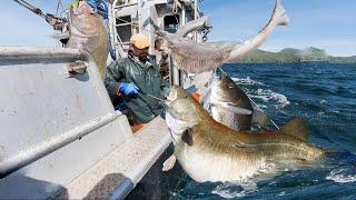 Alaska's Epic Longline Fish Fishing - How We Caught a Ton of Fish in One Day