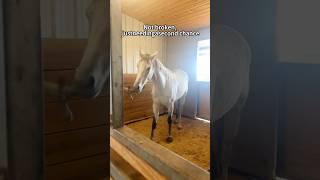 Cats vs other animals#fyp #pov #pet #funny #cat #horse