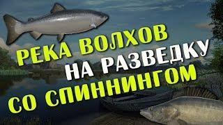 РУССКАЯ РЫБАЛКА 4. Спиннинг на Волхове. Судак и Лосось