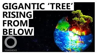 Massive 'Tree' Could Split Africa