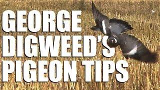 Fieldsports Britain - George Digweed's pigeon-shooting tips