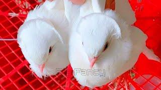 Beautiful Amazing Fancy Pigeons: Best Breeds & Farm Footage Compilation || fancy pigeon video