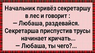 Как Начальник Секретаршу в Лес Повёз! Сборник Свежих Анекдотов! Юмор!