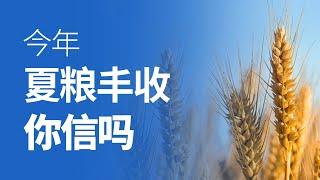 今年“夏粮丰收”，你信吗？| 真相傳媒