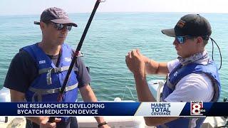 UNE researchers developing bycatch reduction device