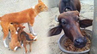 Village animal video | cute mother animal #cow #baffalo #cute #animals #dog