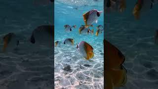 Under water French Polynesia 3 #shortvideo #shortsvideo #shorts #short