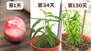 从种子种植桃树, 130天记录!