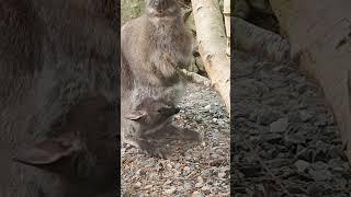 Baby wallaby playing inside of her mum's pouch #wallaby #wildlife #cute #animals