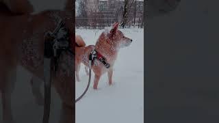 #snow #redhotchilipeppers #shibainu #shiba #puppy #fanny