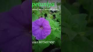 #plants for sale #combo offer#parvana home garden#