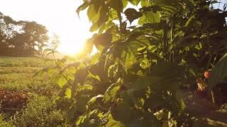 Relaxing Nature Sounds::Morning Birds Singing::Sunrise 6 Hour Video for relaxation, meditation, yoga