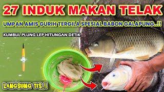 RESEP UMPAN AMIS GURIH TERGILA !! 24 EKOR BABON MAKAN TELAK CUMA PAKAI UMPAN IKAN MAS INI 