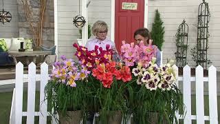 Roberta's 5-Piece Carefree and Colorful Daylilies on QVC